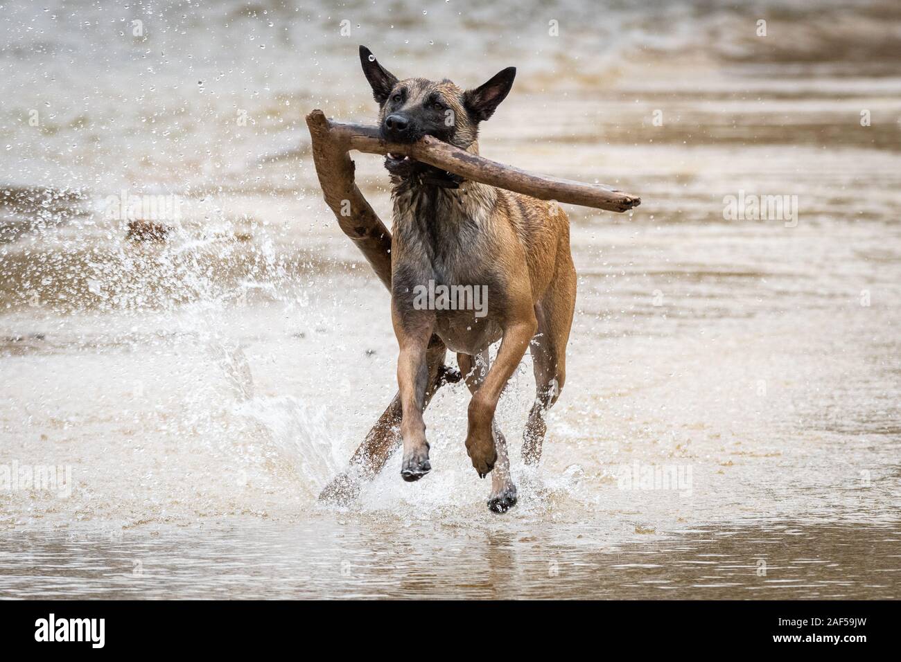 Belgische Malinois Hund im Wasser läuft mit einem grossen Stock Stockfoto