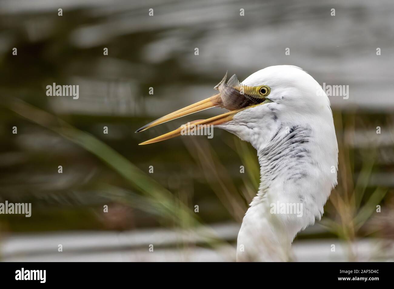 Silberreiher schlucken einen Fisch - Florida Stockfoto