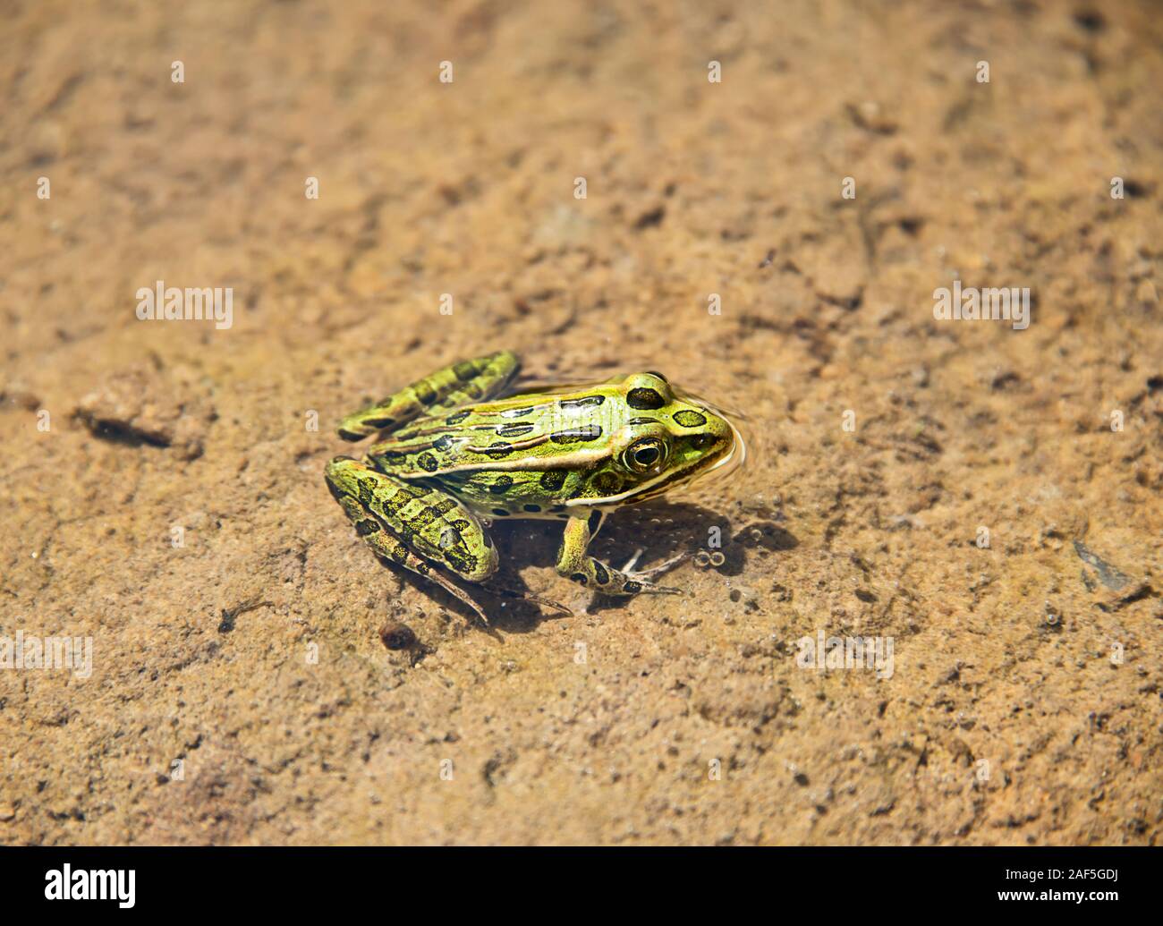 Gemeinsame grünen Frosch in Wasser Stockfoto