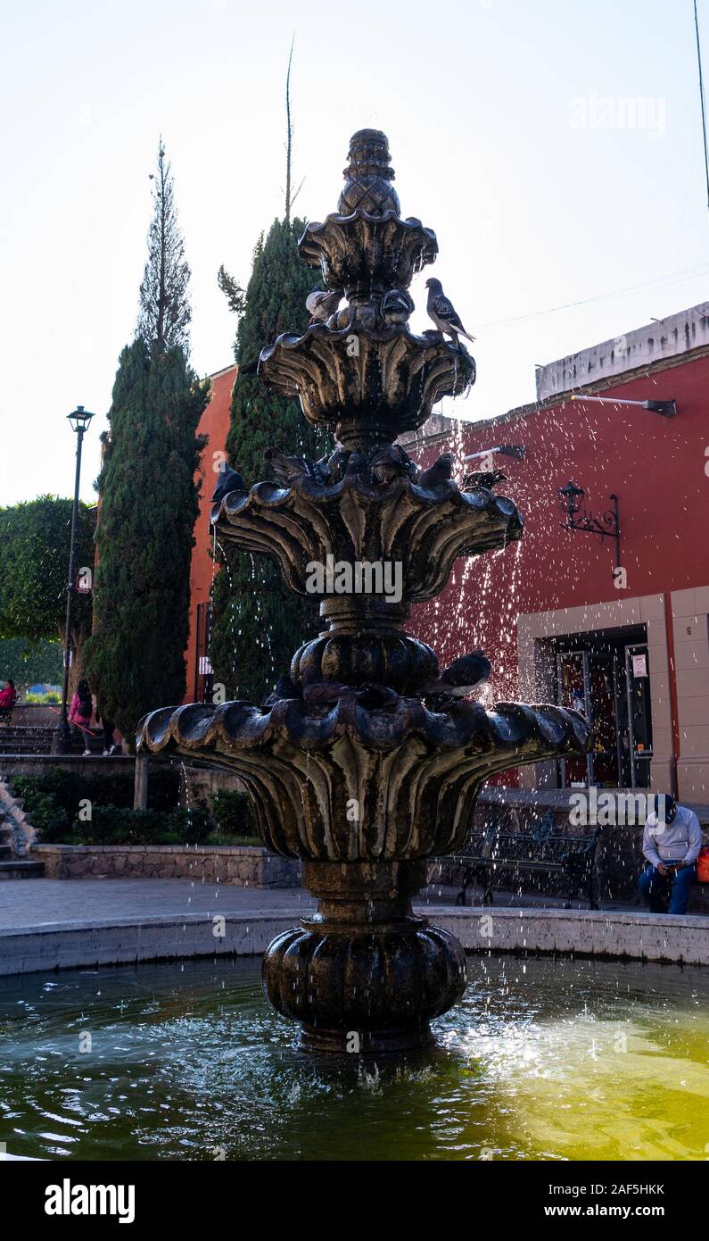 Taube unter der Dusche in den frühen Morgenstunden an einem Brunnen in San Miguel de Allende, Guanajuato, Mexiko Stockfoto