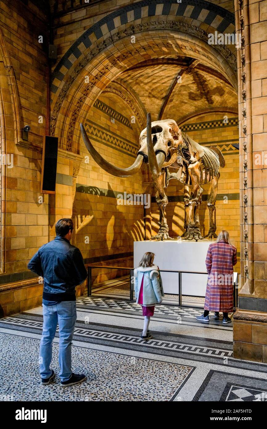 American Mastodon, Mammut americanum), Skelett, HIntze Hall, Natural History Museum, London, England, Großbritannien Stockfoto