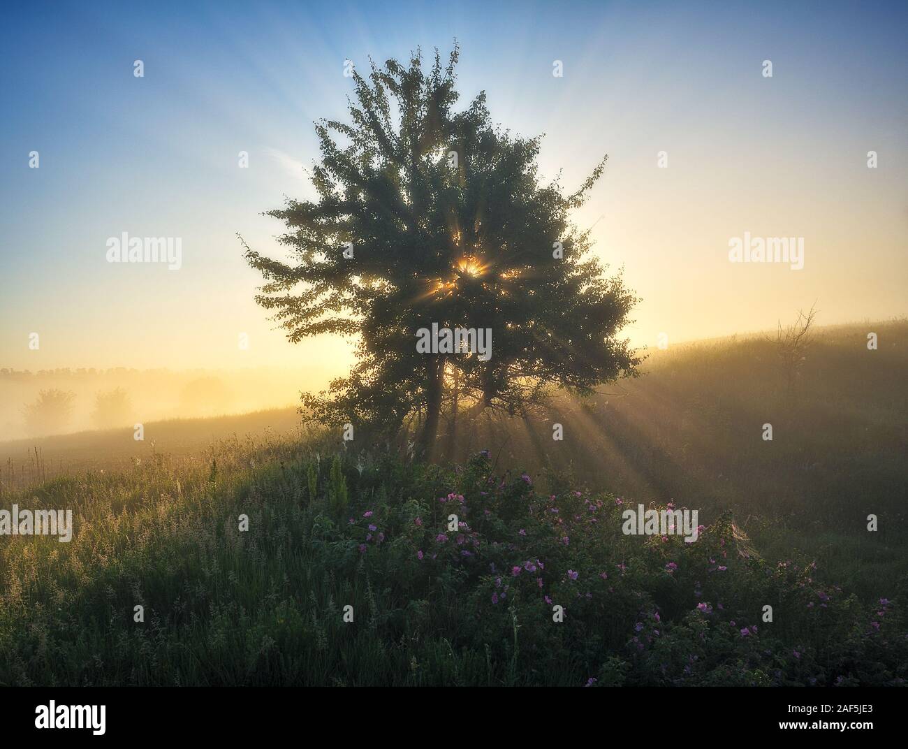 Einsamer Baum. die Strahlen der Sonne durch die Äste eines malerischen Baum brechen Stockfoto