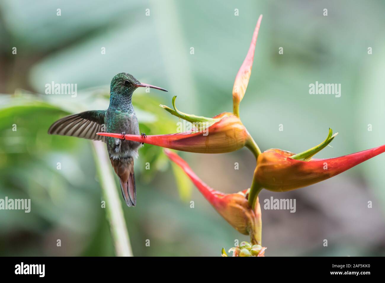 Eine rofous-tailed Kolibri auf eine Banane Blume in Costa Rica. Stockfoto