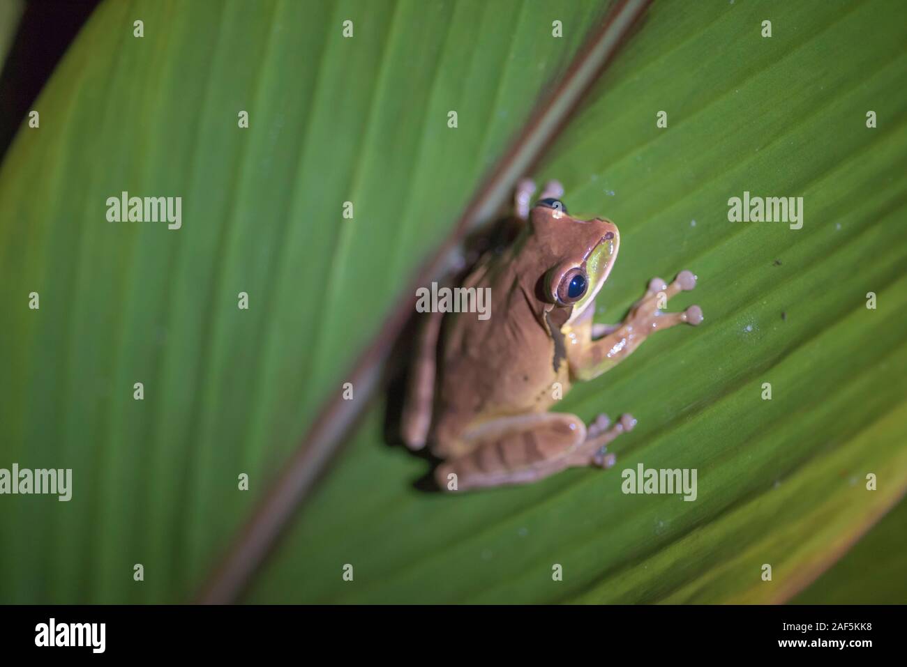 Ein laubfrosch auf ein Blatt in Costa Rica Stockfoto