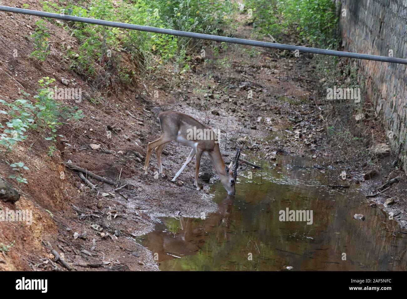 Impala Herde mit Spiegelungen im Wasser. schöne Impala Antilopen sorgfältig das Trinken aus einem Teich Stockfoto