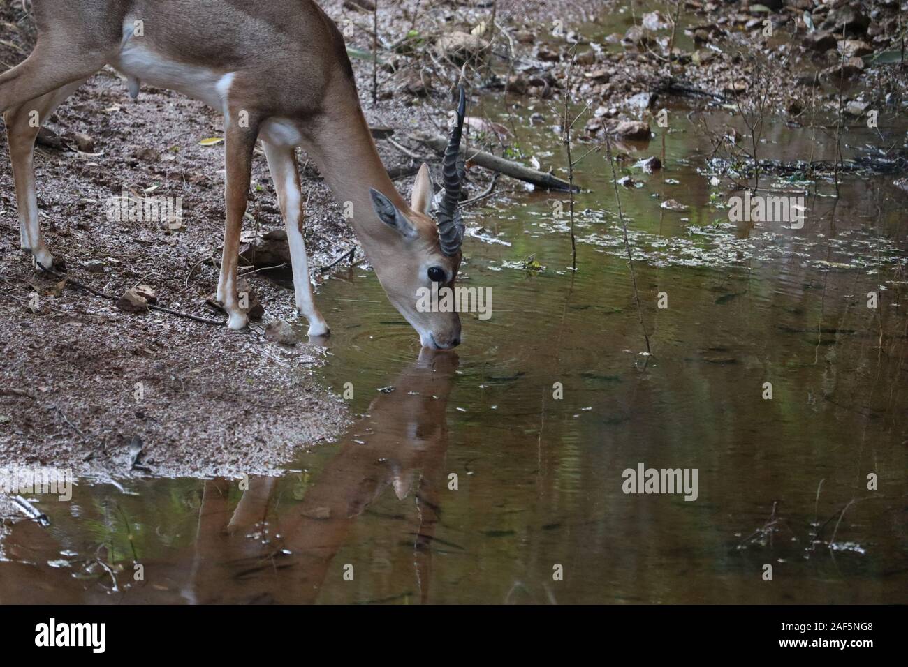 Impala Herde mit Spiegelungen im Wasser. schöne Impala Antilopen sorgfältig das Trinken aus einem Teich Stockfoto
