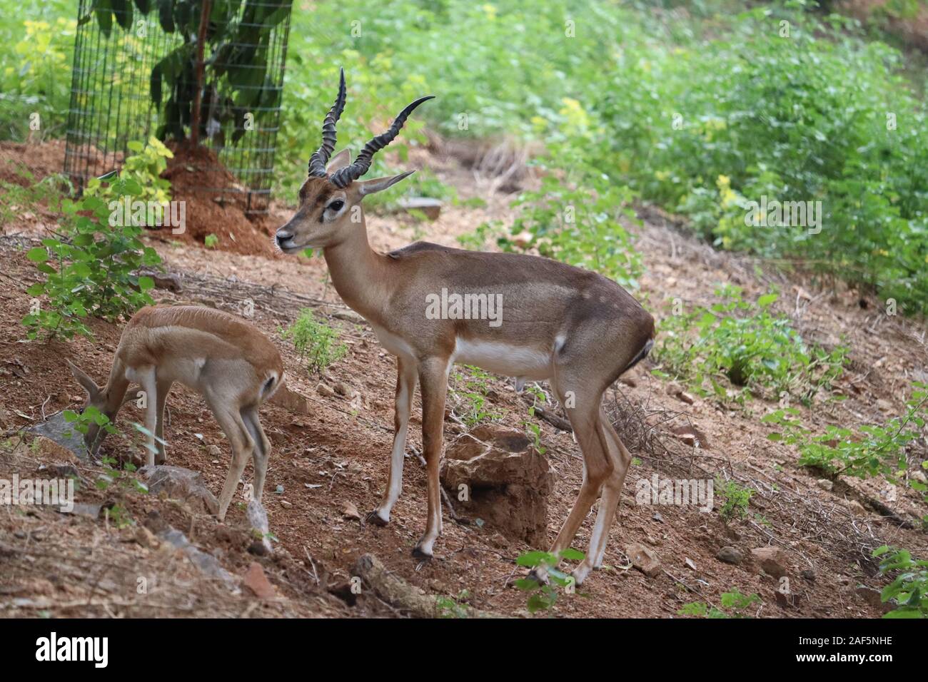 Herde von Impala Antilope im natürlichen Lebensraum. Eine männliche Impala steuert seinen Harem von Frauen Stockfoto