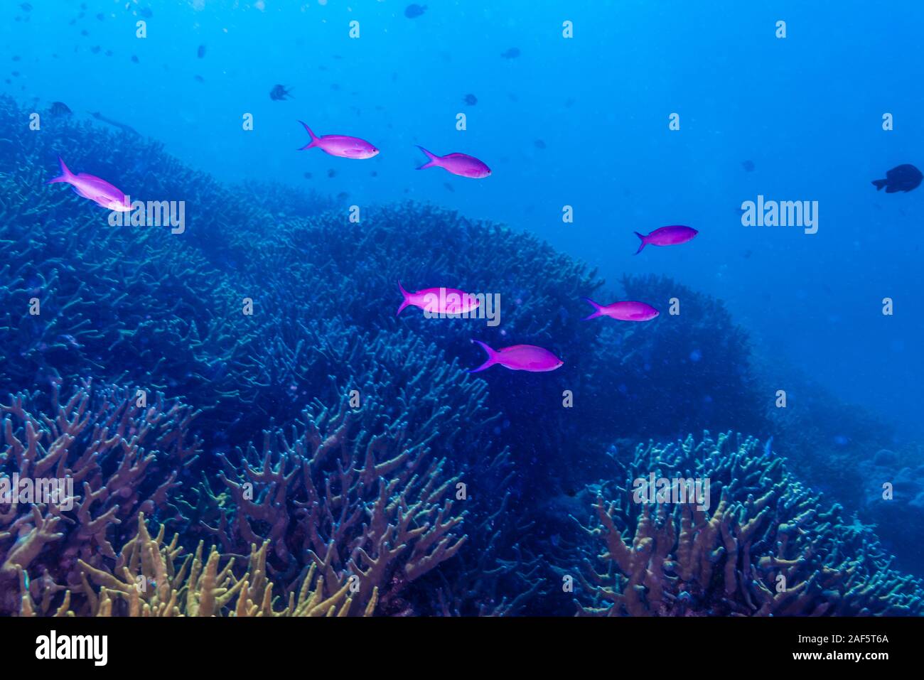 Coral Reef Landschaft. Yap, Föderierte Staaten von Mikronesien Stockfoto