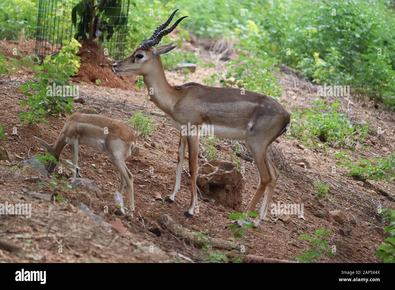 Herde von Impala Antilope im natürlichen Lebensraum. Eine männliche Impala steuert seinen Harem von Frauen Stockfoto