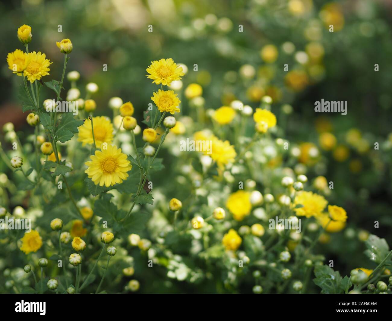 Chrysantheme gelbe Blume in der Natur unscharfen Hintergrund wissenschaftlicher Name Chrysanthemum morifolium Ramat Stockfoto