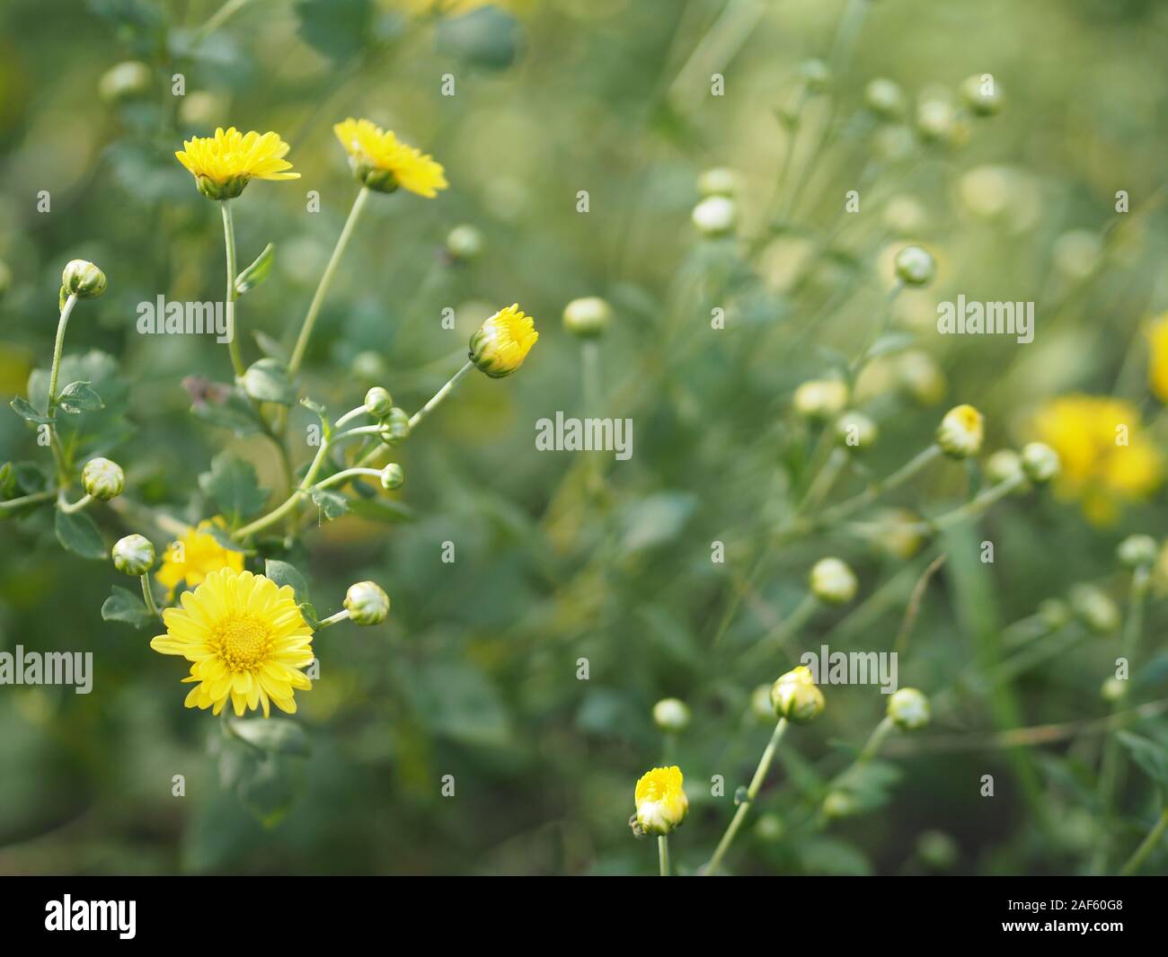 Chrysantheme gelbe Blume in der Natur unscharfen Hintergrund wissenschaftlicher Name Chrysanthemum morifolium Ramat Stockfoto