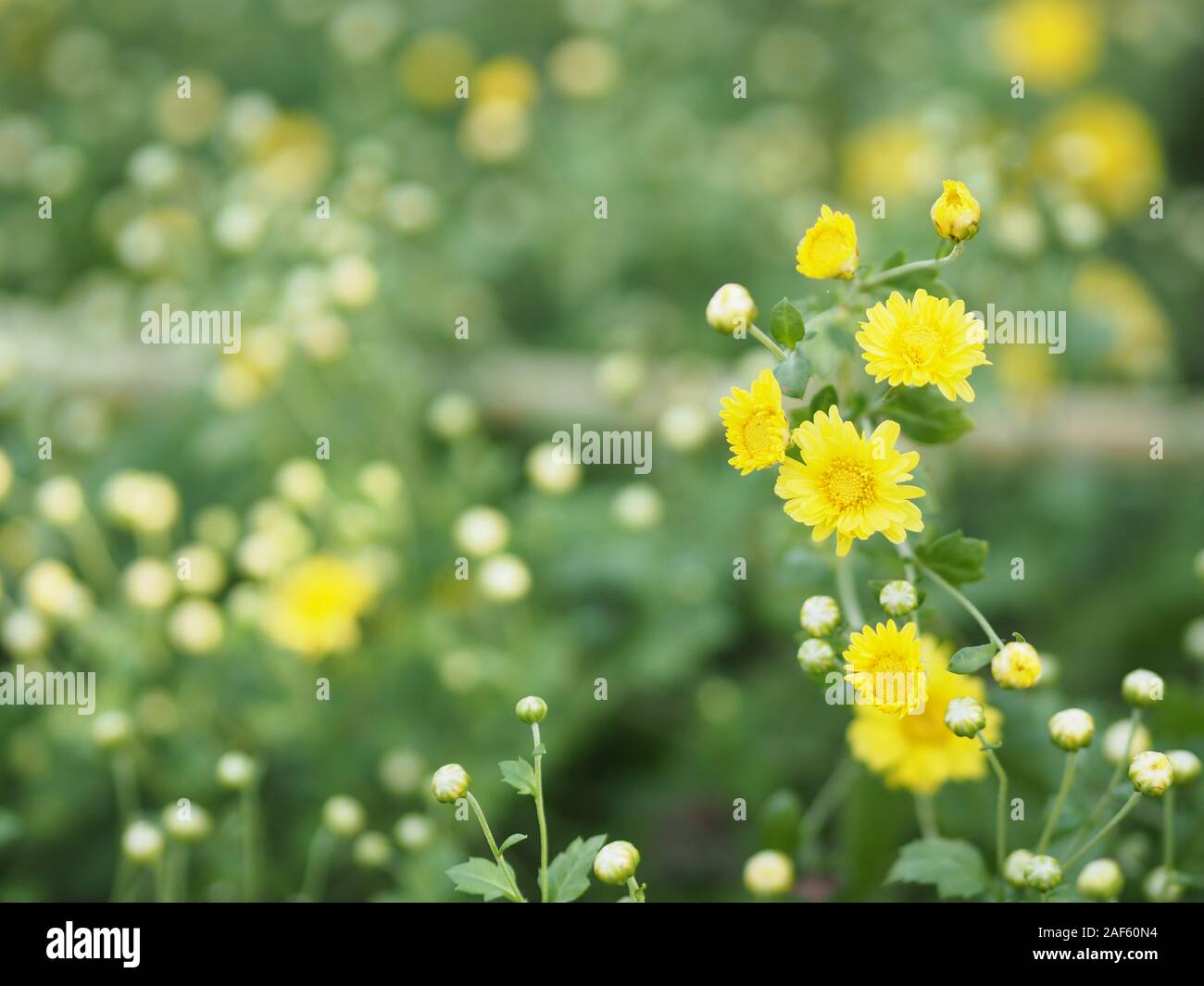 Chrysantheme gelbe Blume in der Natur unscharfen Hintergrund wissenschaftlicher Name Chrysanthemum morifolium Ramat Stockfoto