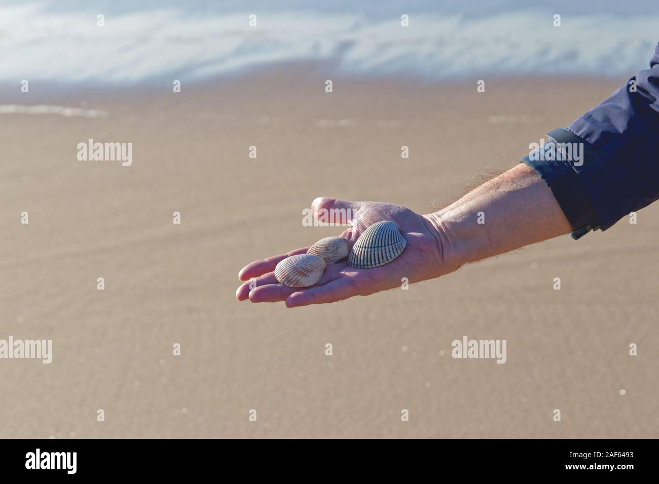 Muscheln auf einem Palm von der Hand des Menschen, der sich in der Nähe, Sandstrand Hintergrund Stockfoto