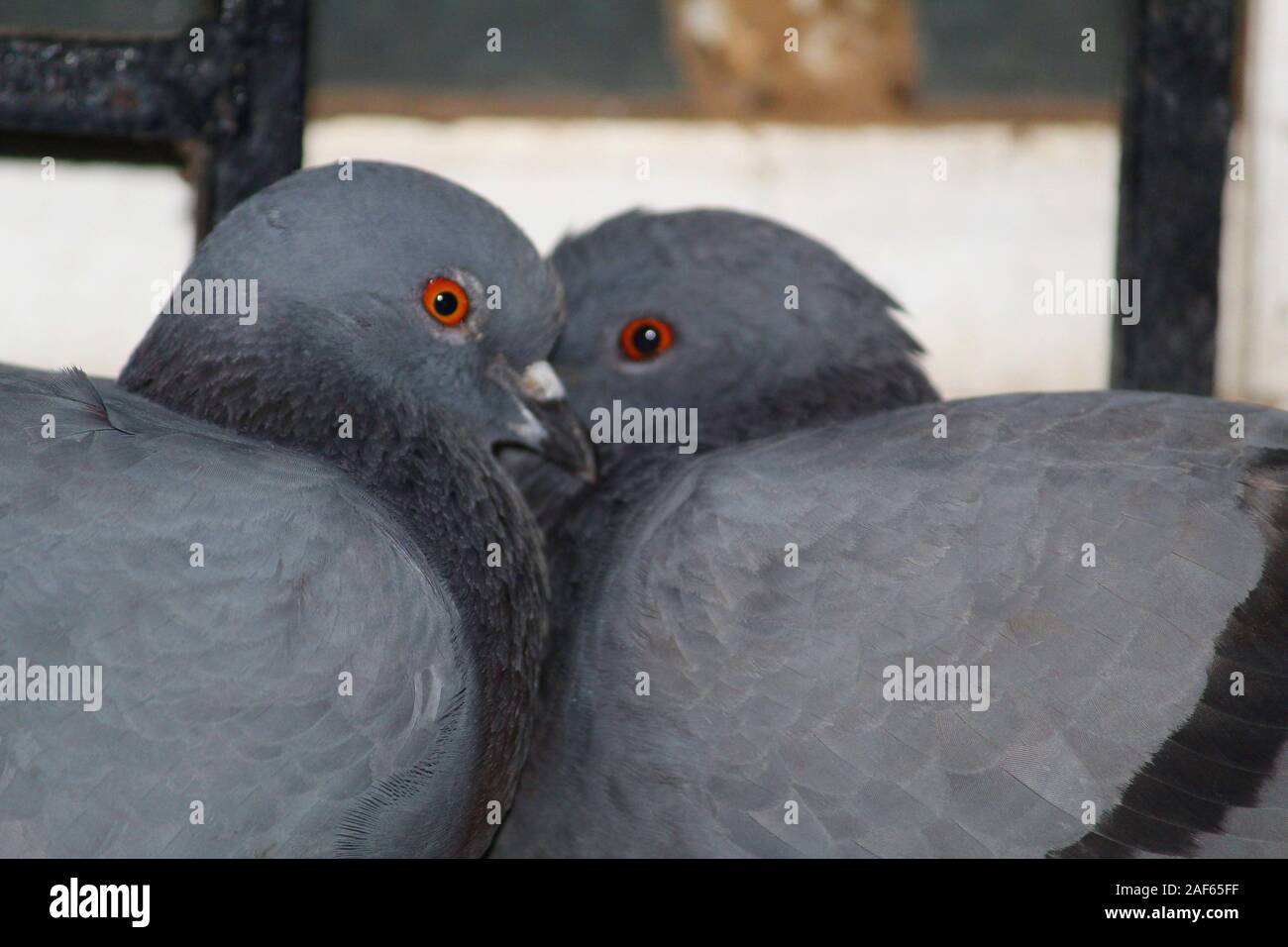 Liebe auf den ersten Blick Stockfoto