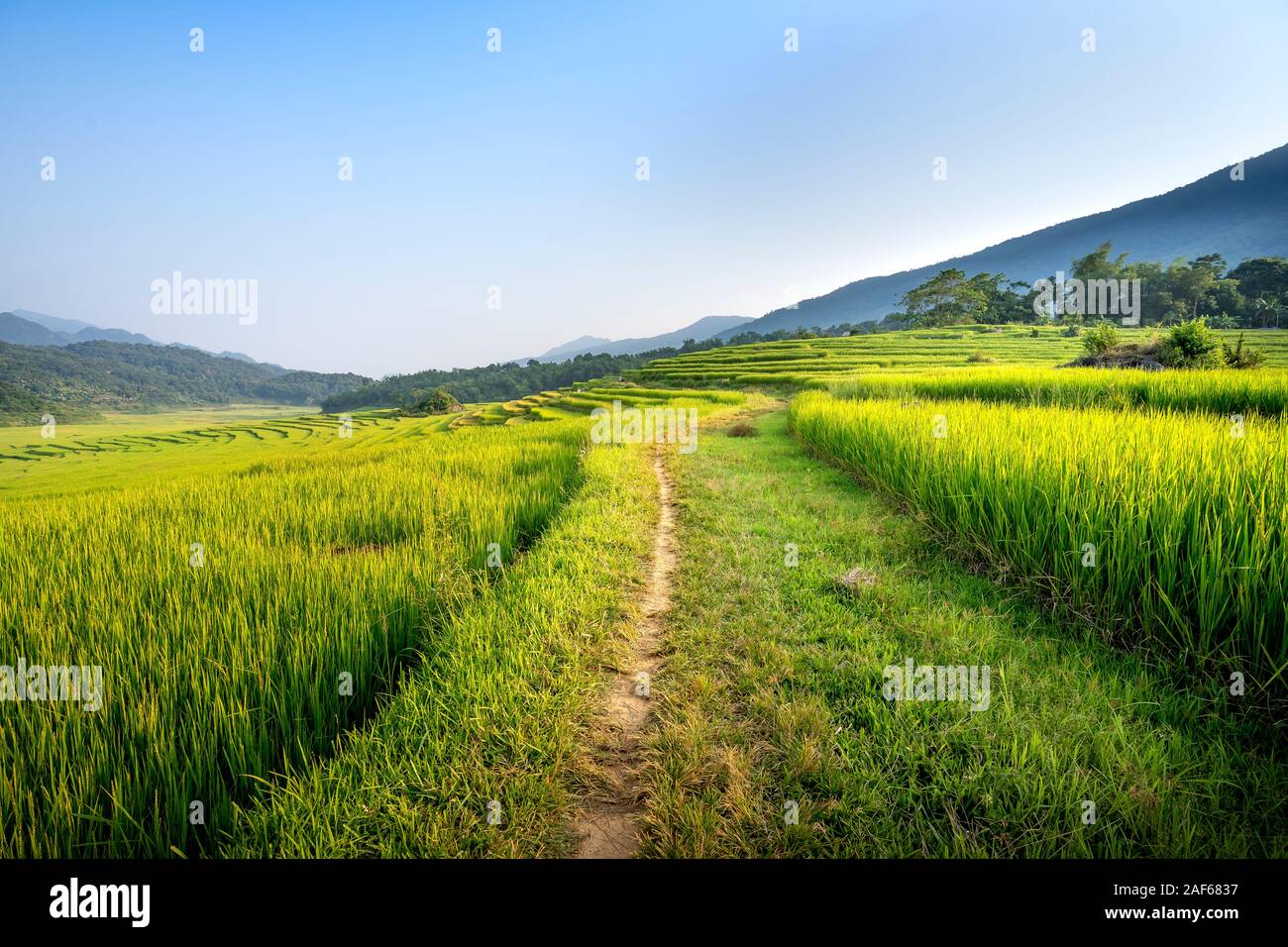 Blick auf den wunderschönen grünen Terrassen von Pu-Luong Kommune, Provinz Thanh Hoa, Vietnam Stockfoto