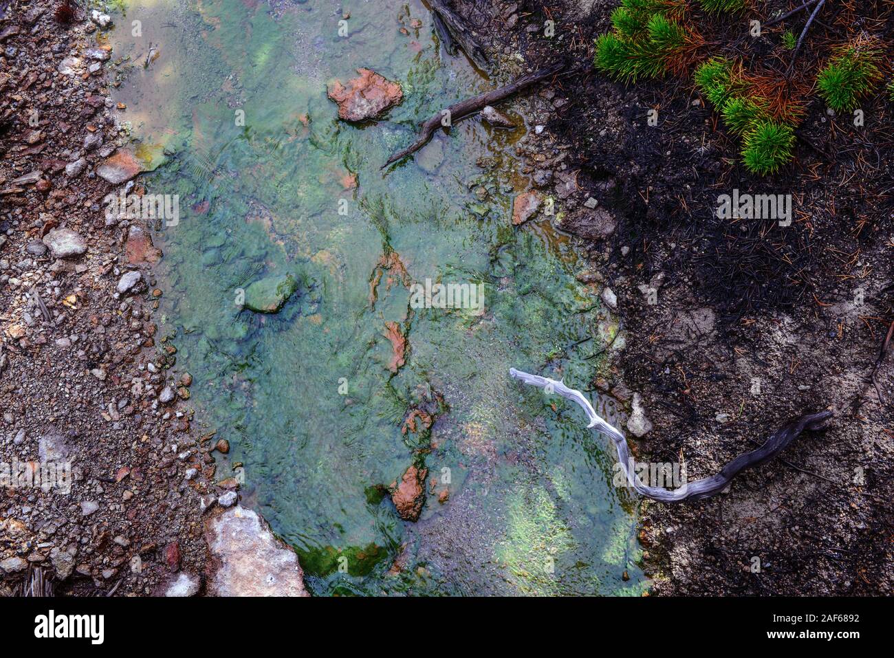 Echinus sauren Geysir im Yellowstone National Park, USA Stockfoto