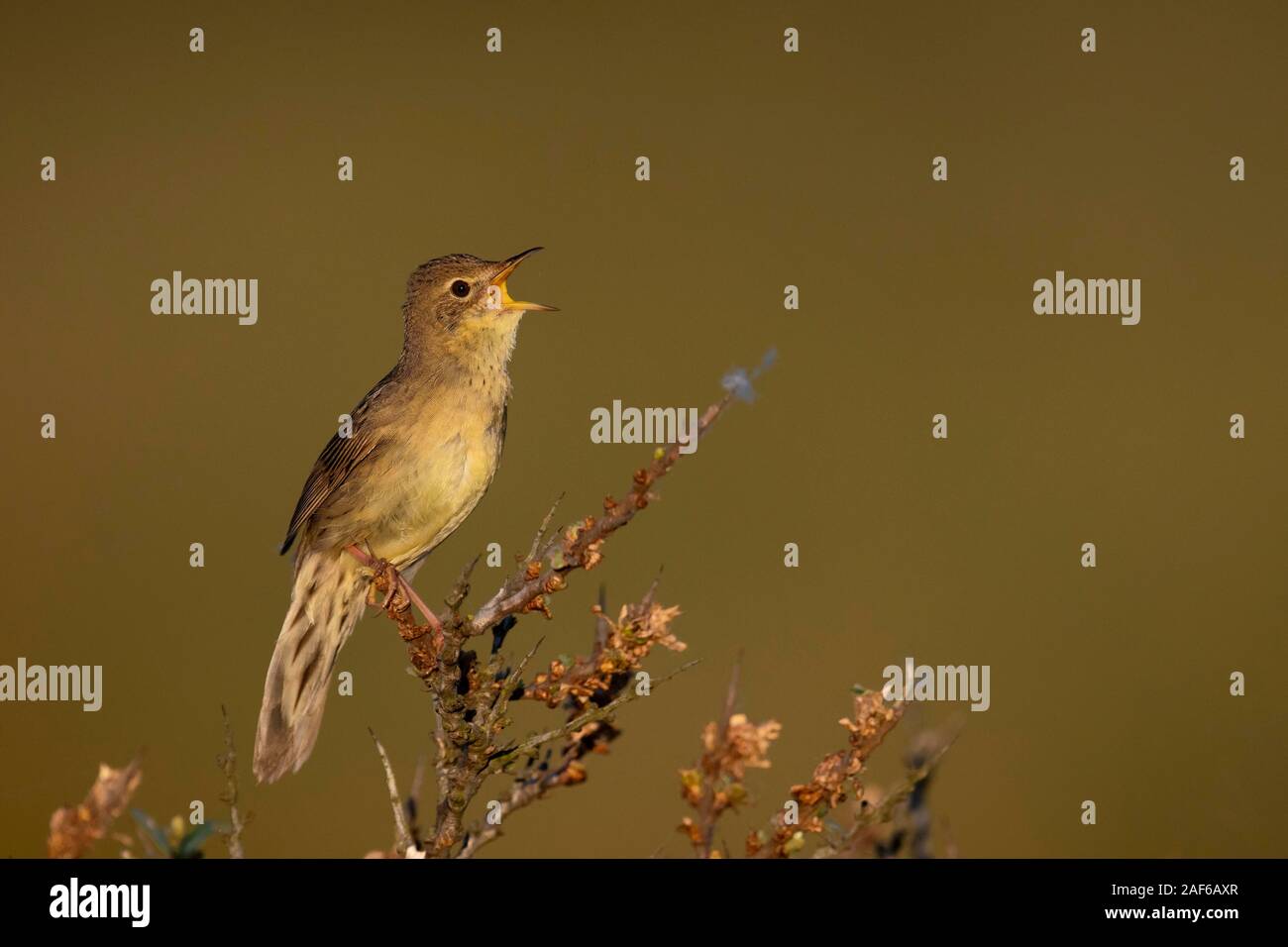 Gemeinsame Grasshopper Warbler (Locustella naevia), Berufung, Texel, Niederlande Stockfoto