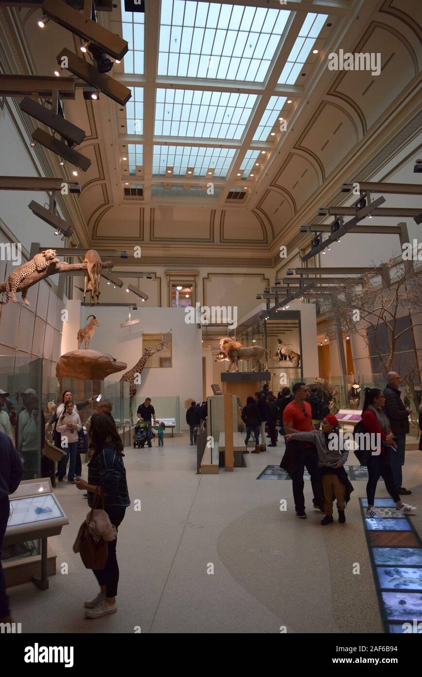 Besucher die Exponate der Smithsonian Museum of Natural History, einer der am meisten besuchten Museen in den Vereinigten Staaten. Stockfoto