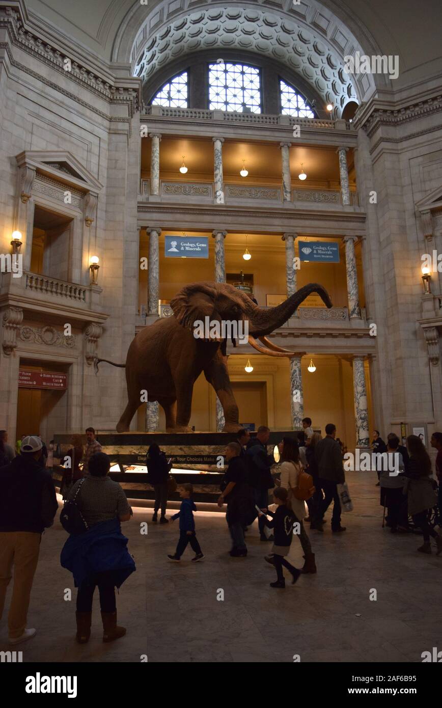 Besucher die Exponate der Smithsonian Museum of Natural History, einer der am meisten besuchten Museen in den Vereinigten Staaten. Stockfoto