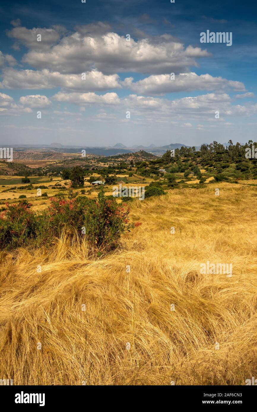 Äthiopien, Tigray, Axum (Aksum), Abalanicos, tef Ernte bereit zu Ernten in der Landwirtschaft Landschaft Stockfoto