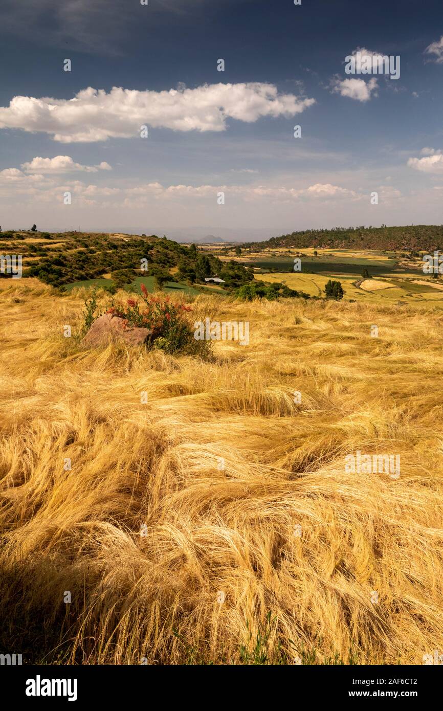 Äthiopien, Tigray, Axum (Aksum), Abalanicos, tef Ernte bereit zu Ernten in der Landwirtschaft Landschaft Stockfoto