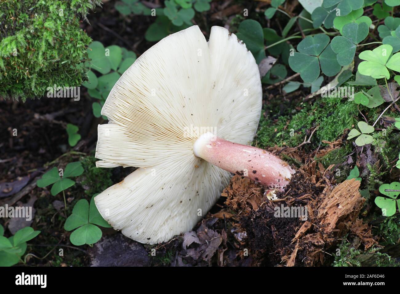 Tricholomopsis rutilans, wie Pflaumen und Vanillepudding oder Rothaarige agaric, Pilze aus Finnland bekannt Stockfoto