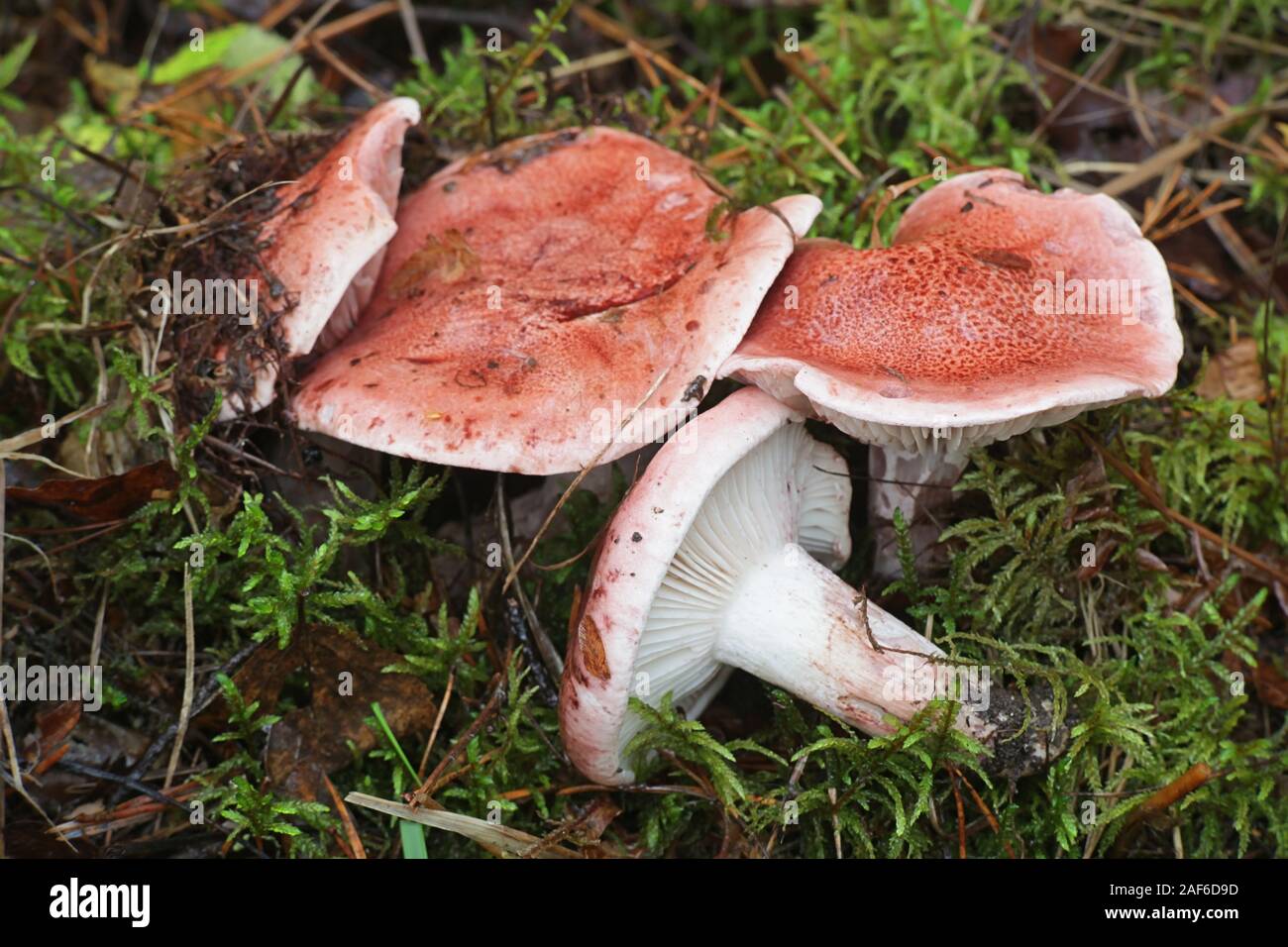 Hygrophorus bignonioides, bekannt als der gestromt woodwax oder Rosa waxcap, wilde Pilze aus Finnland Stockfoto