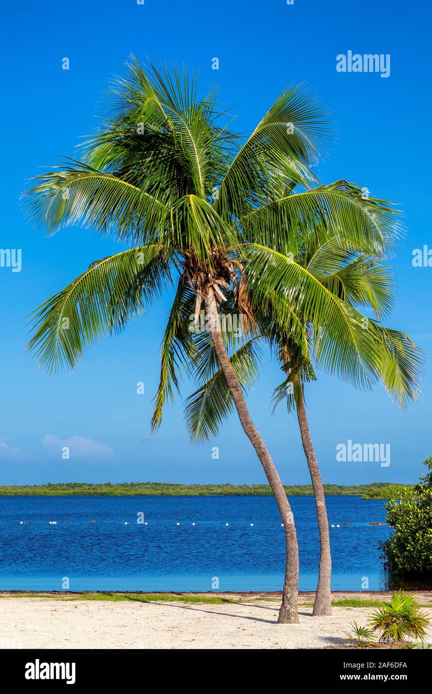 Palmen auf einer tropischen Sandstrand in Florida Keys. Stockfoto