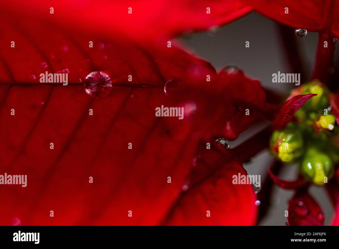 Makro auf Wassertropfen auf einem weihnachtsstern der Weihnachtsstern Stockfoto