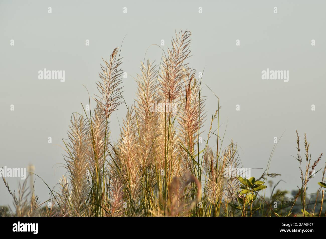 Kans Gras mit dem Wind, blauer Himmel, es wächst im Herbst, bringt es ein himmlisches Gefühl zu uns. Stockfoto