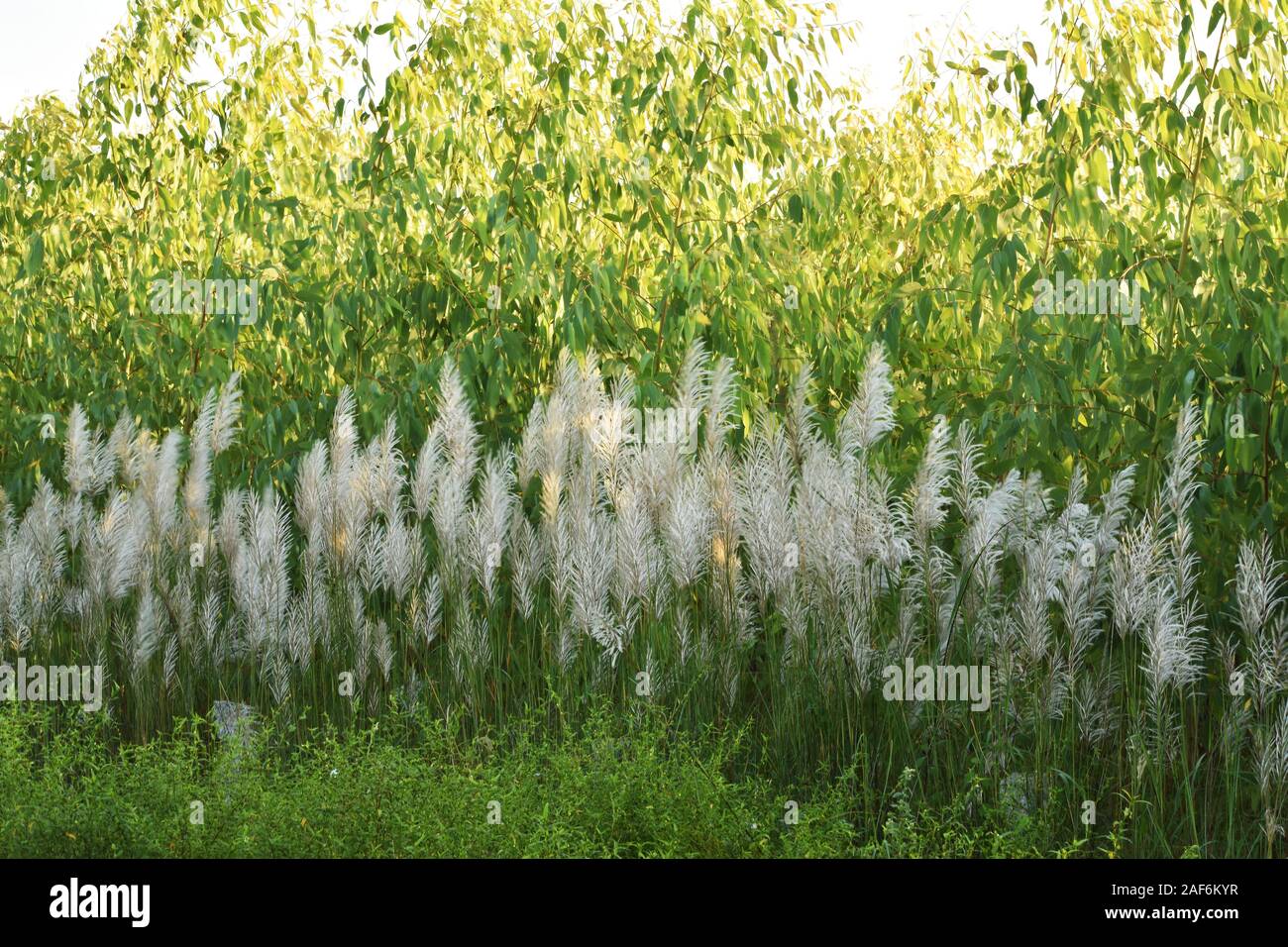 Kans Gras vor dem hintergrund der grünen Eukalyptus Pflanze, sie wächst im Herbst, bringt es ein himmlisches Gefühl zu uns. Stockfoto