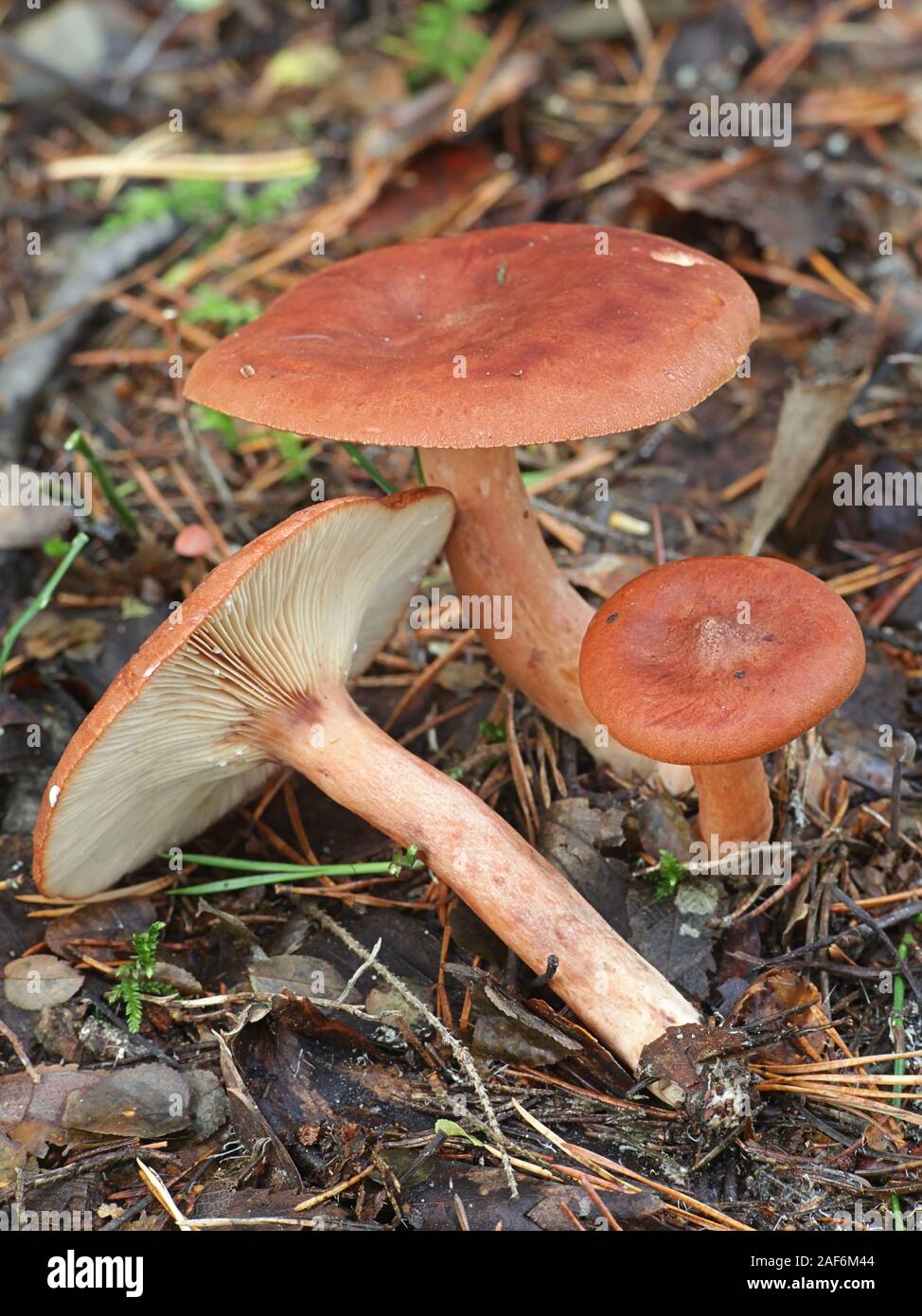 Lactarius Rufus, wie rufous milkcap, oder das rote heiße Milch Gap bekannt, essbare Pilze aus Finnland Stockfoto