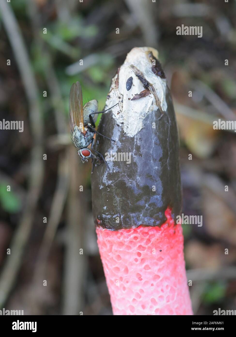 Mutinus ravenelii, als die rote Exemplar des Gemeinen Stinkmorchels bekannt, Pilze aus Finnland Stockfoto