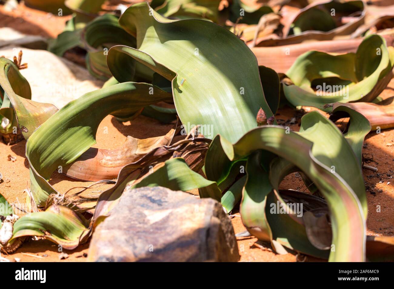 Welwitschia, lebendes Fossil, Wüste, Namibia Stockfoto