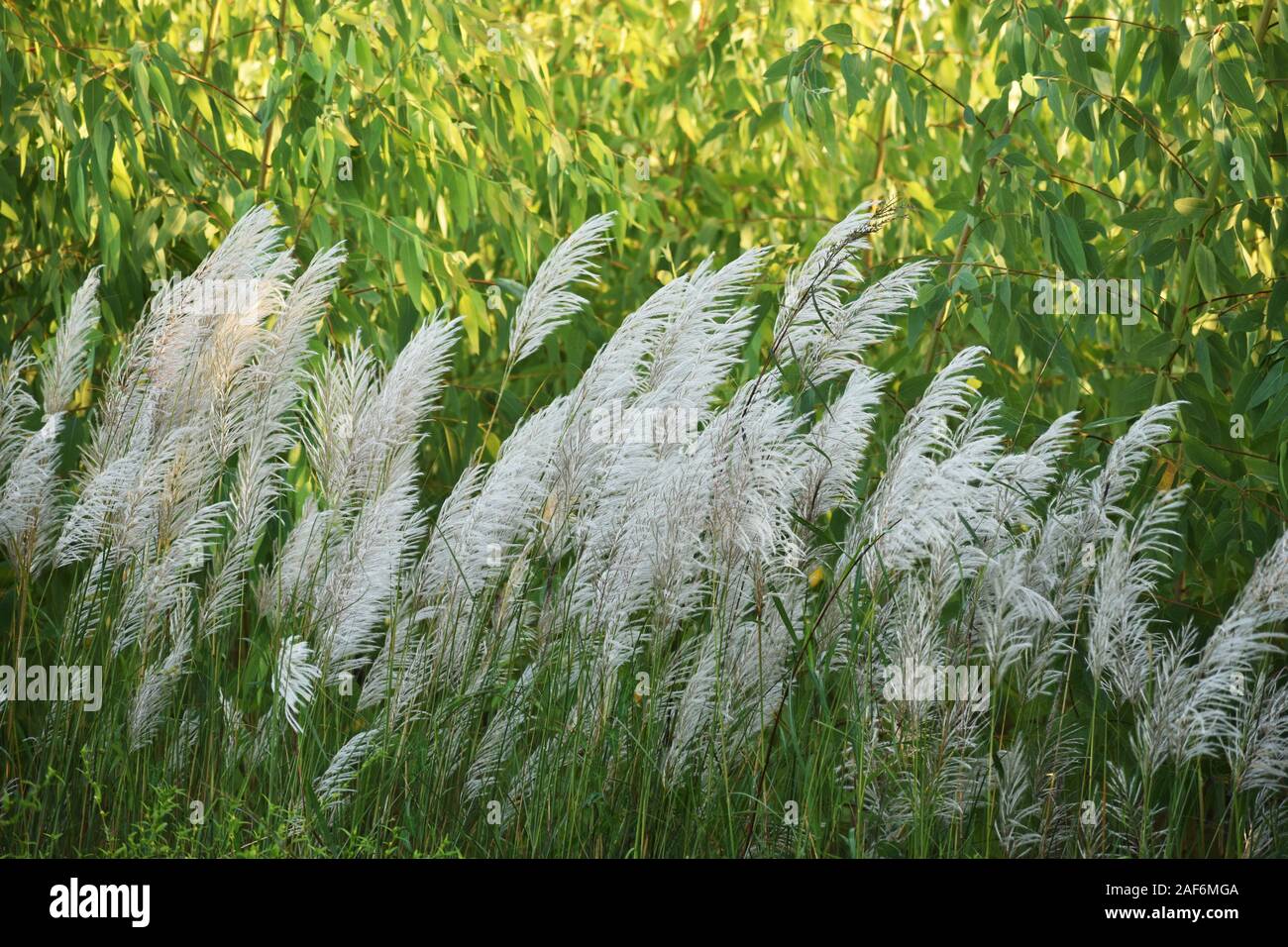 Kans Gras im Wind, blauer Himmel, es wächst im Herbst, bringt es ein himmlisches Gefühl zu uns. Stockfoto