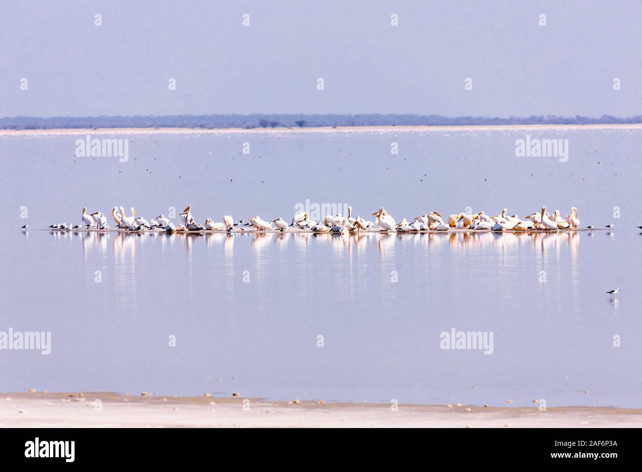 Kolonie wilder Pelikane im Vogelschutzgebiet Nata, Sowa PAN (Sua PAN), in der Nähe von Sowa, Makgadikgadi Pans, Botsuana, Südliches Afrika, Afrika Stockfoto