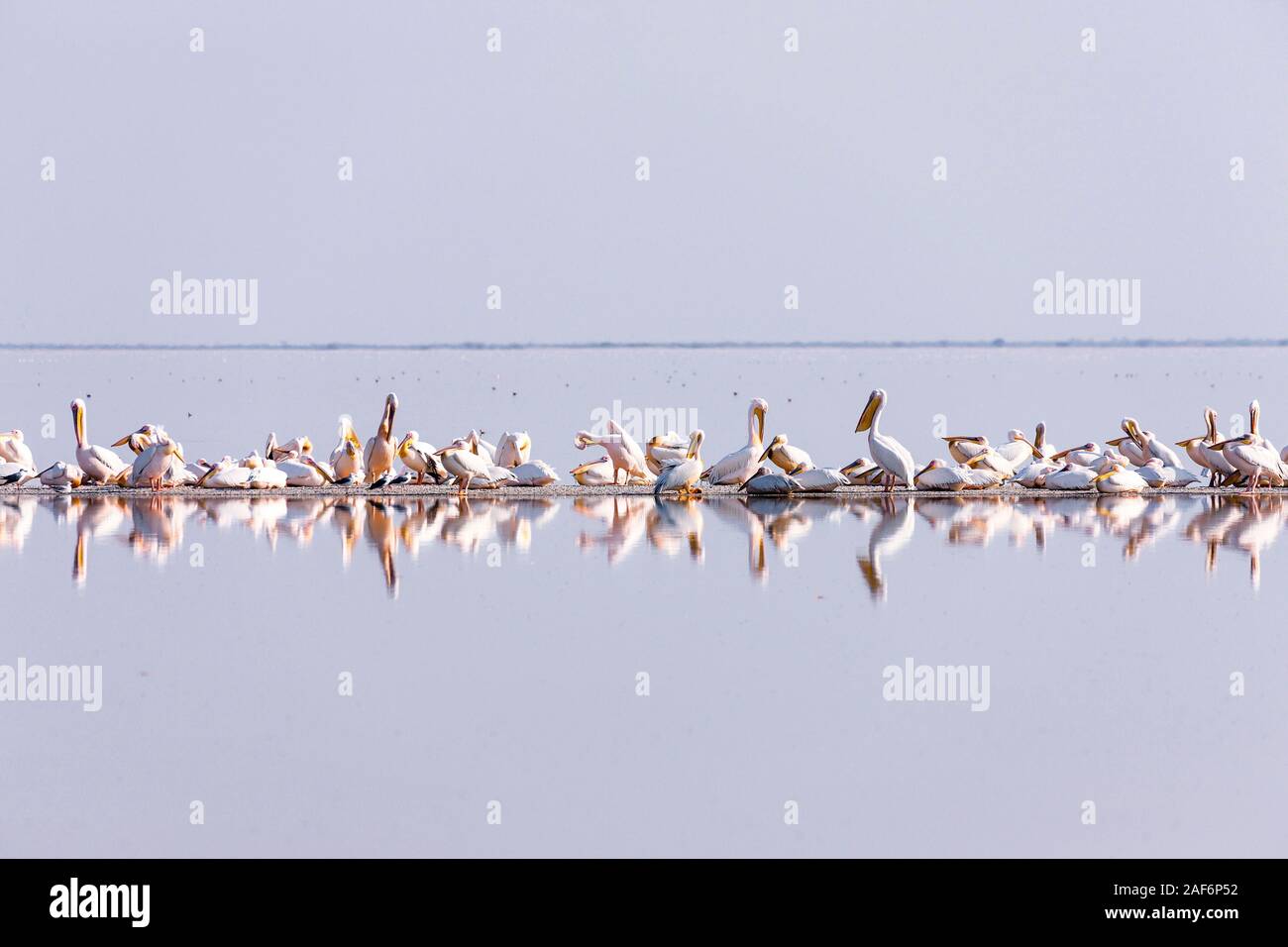 Kolonie wilder Pelikane im Vogelschutzgebiet Nata, Sowa PAN (Sua PAN), in der Nähe von Sowa, Makgadikgadi Pans, Botsuana, Südliches Afrika, Afrika Stockfoto