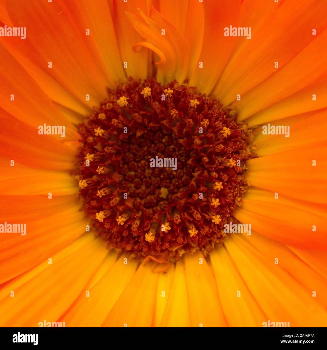 Blume Kern einer Orange calendula, sonnigen Ringelblume center, Makro Foto Stockfoto