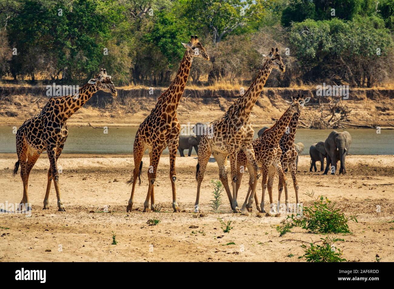 Fünf Giraffen wandern in einer Reihe mit Elefanten und Fluss Stockfoto