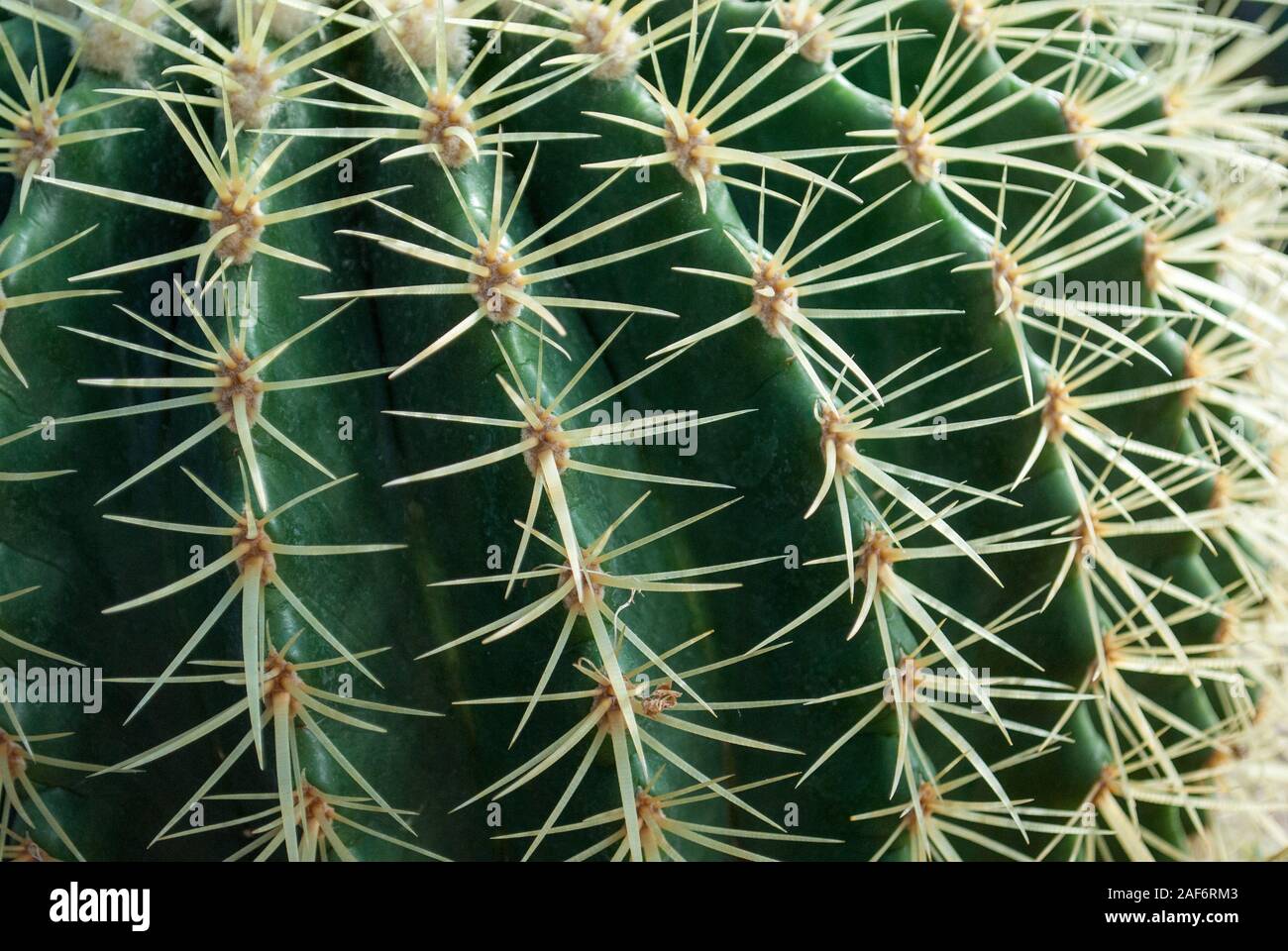 Cactus Goldenes Fass closeup, Seitenansicht Stockfoto