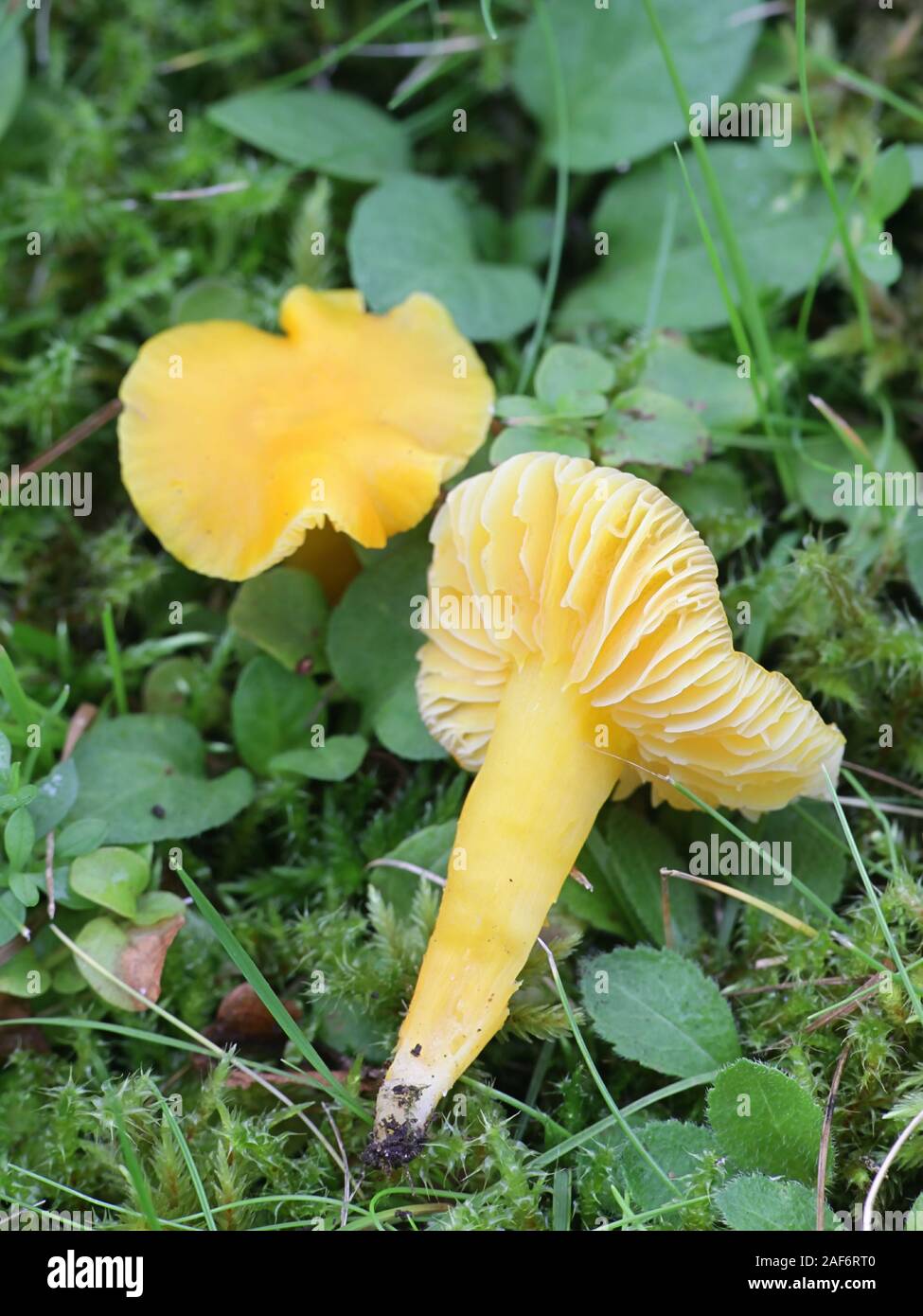 Hygrocybe chlorophana, bekannt als Golden waxcap, wilde Pilze aus Finnland Stockfoto