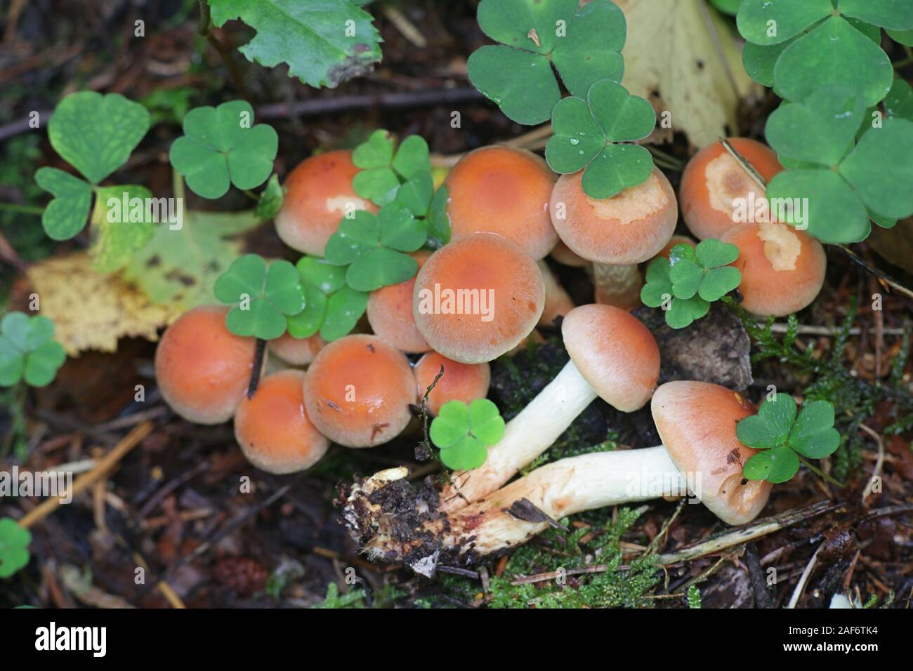 Hypholoma lateritium, wie Ziegel oder Backstein Büschel, Pilze aus Finnland bekannt Stockfoto