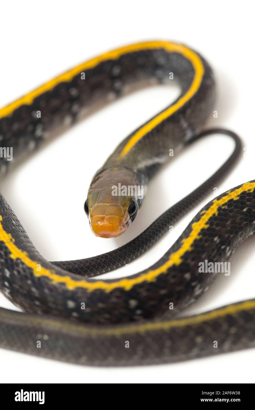 Coelognathus flavolineatus, die schwarzen Kupfer Ratte Schlange oder gelb gestreifte Schlange, auf weißem Hintergrund Stockfoto