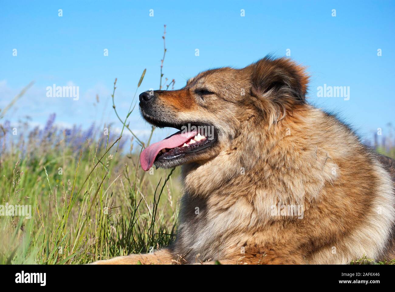 Furry Mischling Hund ruht, halb Gesicht Porträt auf die Natur Stockfoto