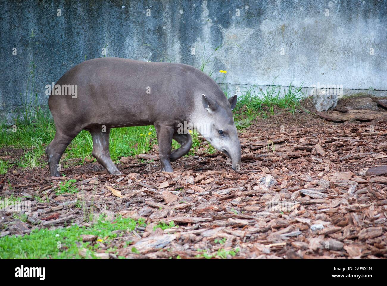 Brasilianische oder South American Tapir im Kaliningrader Zoo Stockfoto