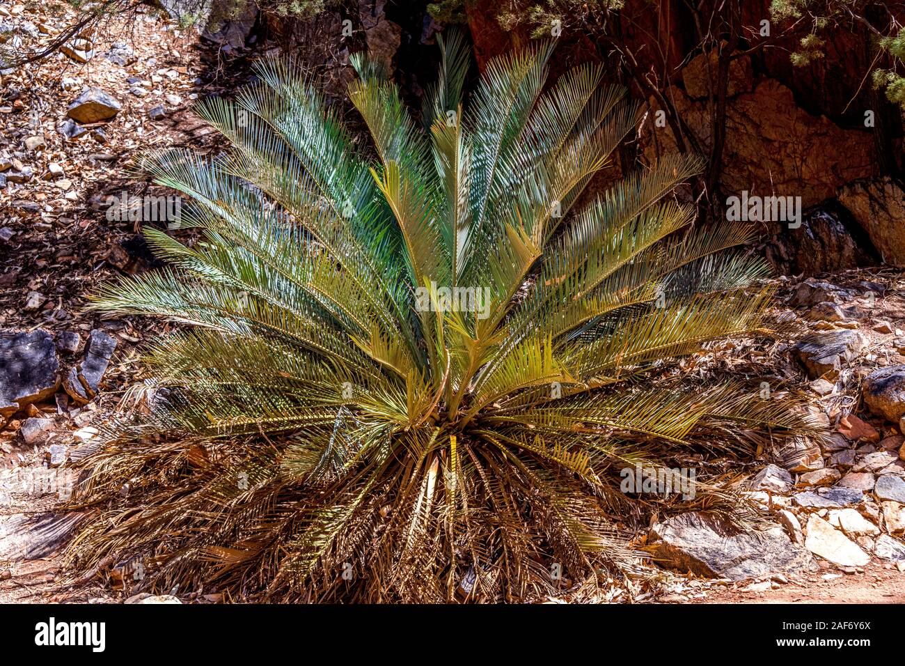 Nach Auswirkungen der Jan 2019 Buschfeuer und die anschließende Nachwachsen der MacDonnell Ranges Cycad innerhalb der Standley Chasm. Stockfoto