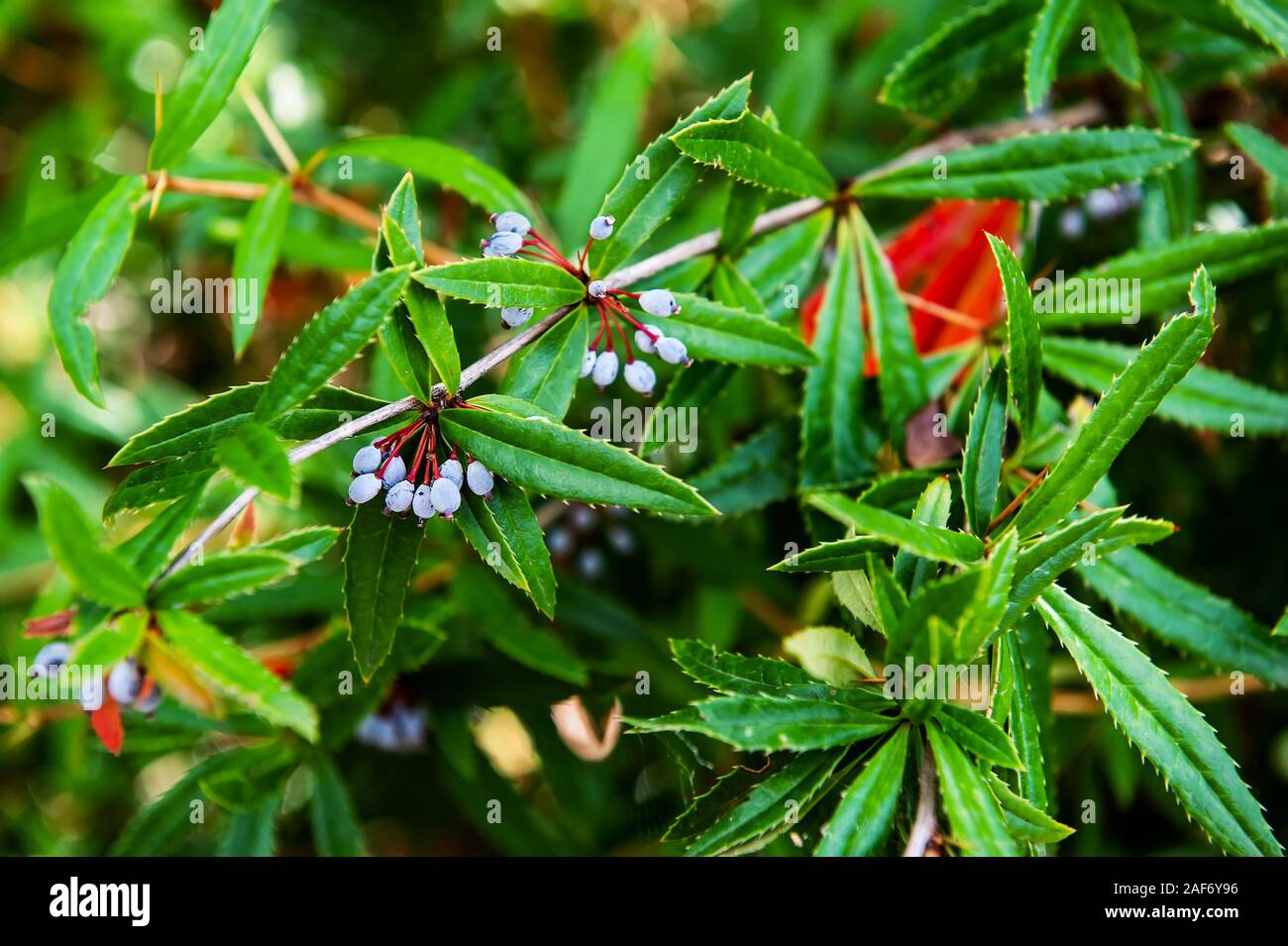 Magonia ist eine Stechpalme Strauch mit jungen stachelige Laub und blaue  Beeren Stockfotografie - Alamy
