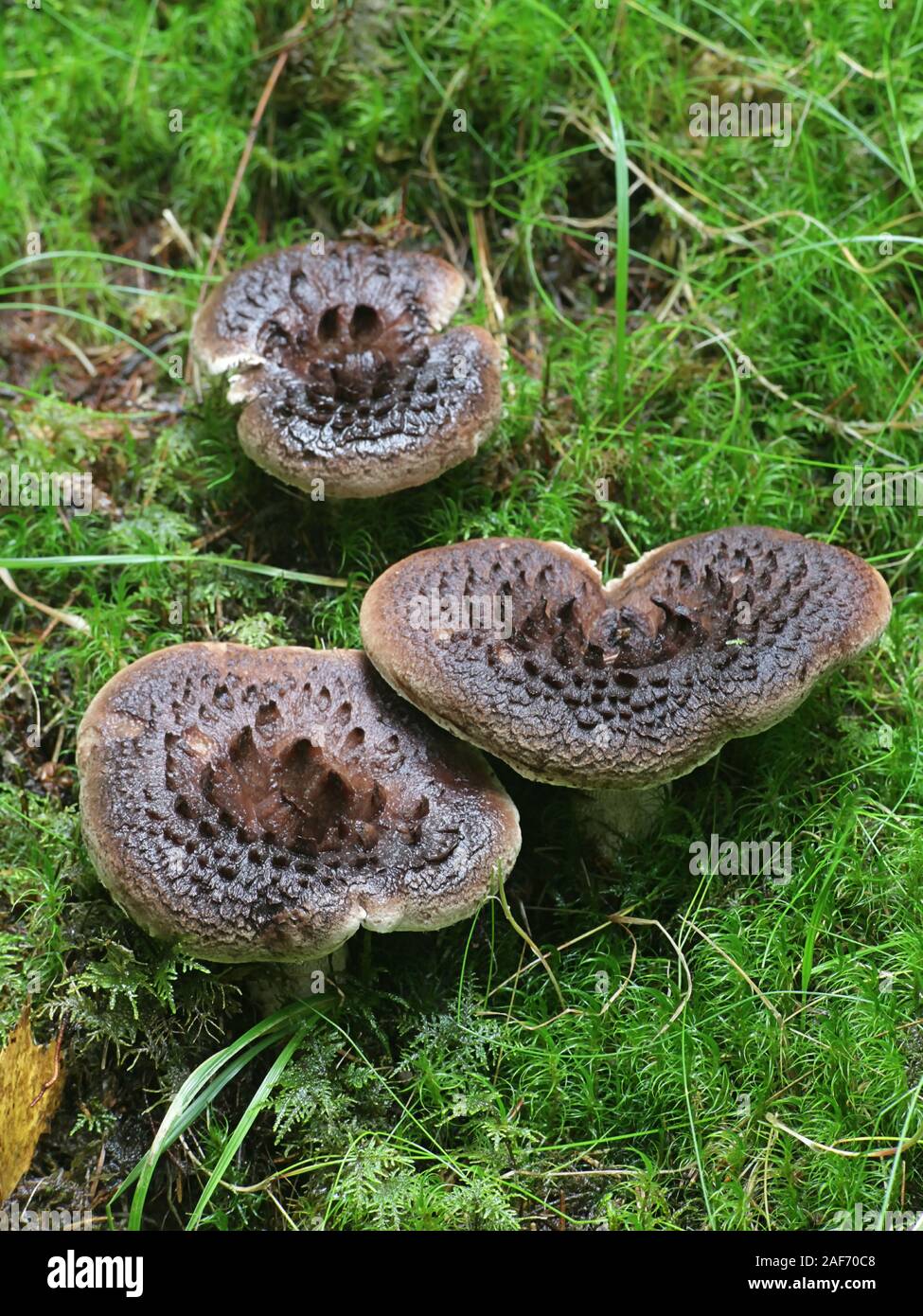 Sarcodon imbricatus, wie die Geschuppt Igel, schuppigen Igel oder Schuppige Zahn, Zahn Pilze aus Finnland bekannt Stockfoto