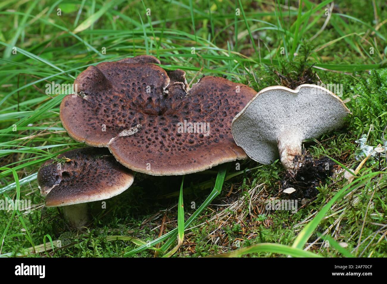 Sarcodon imbricatus, wie die Geschuppt Igel, schuppigen Igel oder Schuppige Zahn, eine gezahnte Pilze aus Finnland bekannt Stockfoto