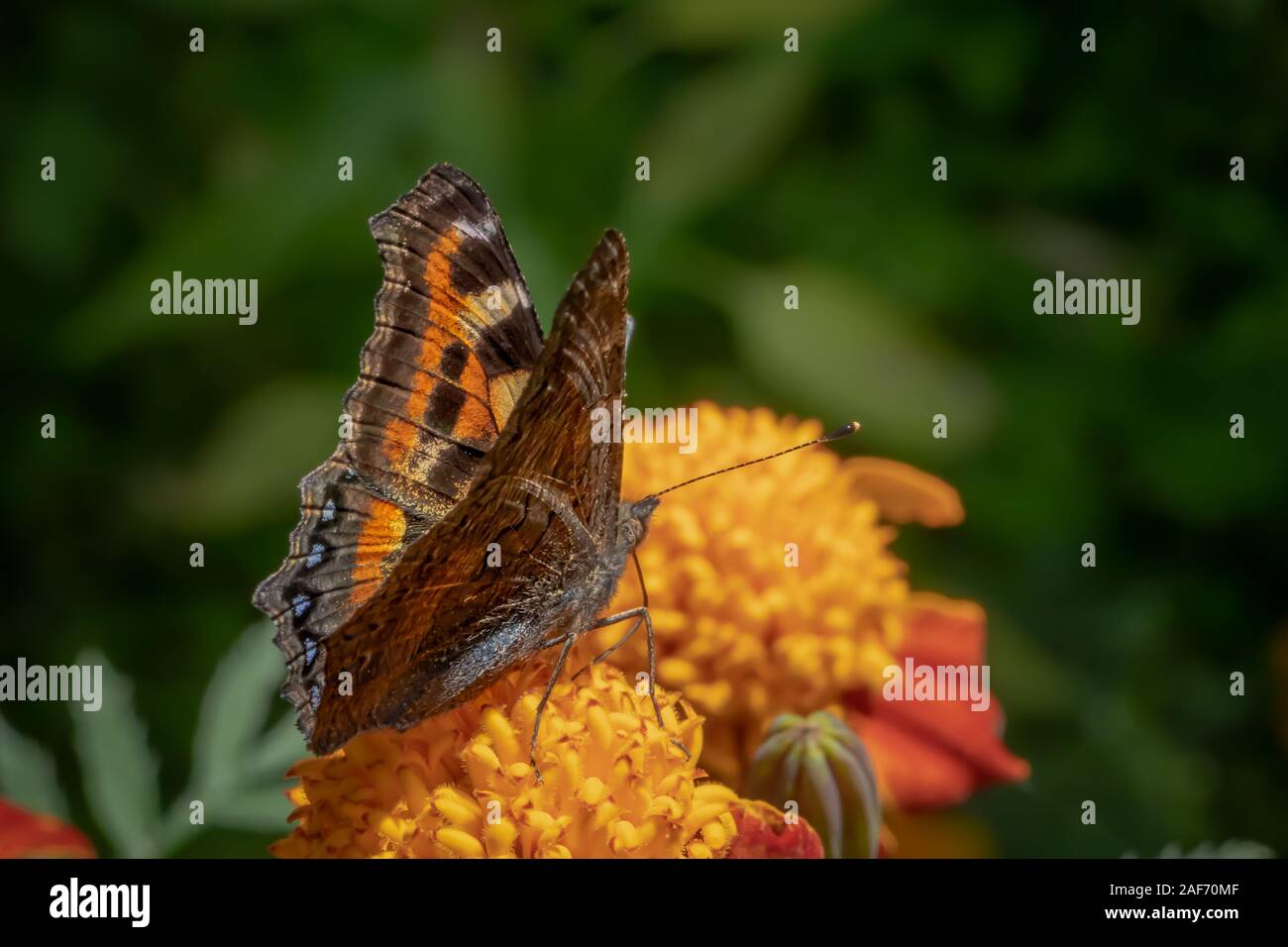 Ein Schmetterling sitzt auf Haufen wild orange Blumen in engen Zusammensetzung Stockfoto